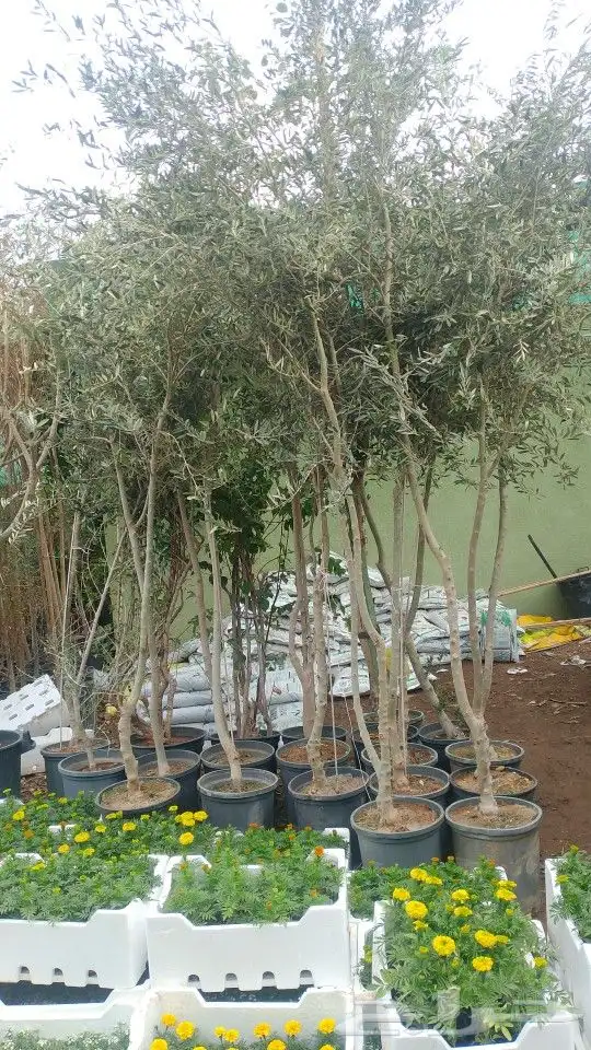 أشجار منوعه ومثماره جميع الانوع والمقسات وصينت القصور 1