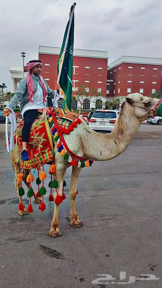 يوجد لدينا جميل وخيول الجيار وسيسي 1