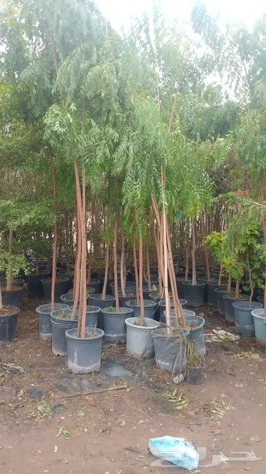 أشجار منوعه ومثماره جميع الانوع والمقسات وصينت القصور 2