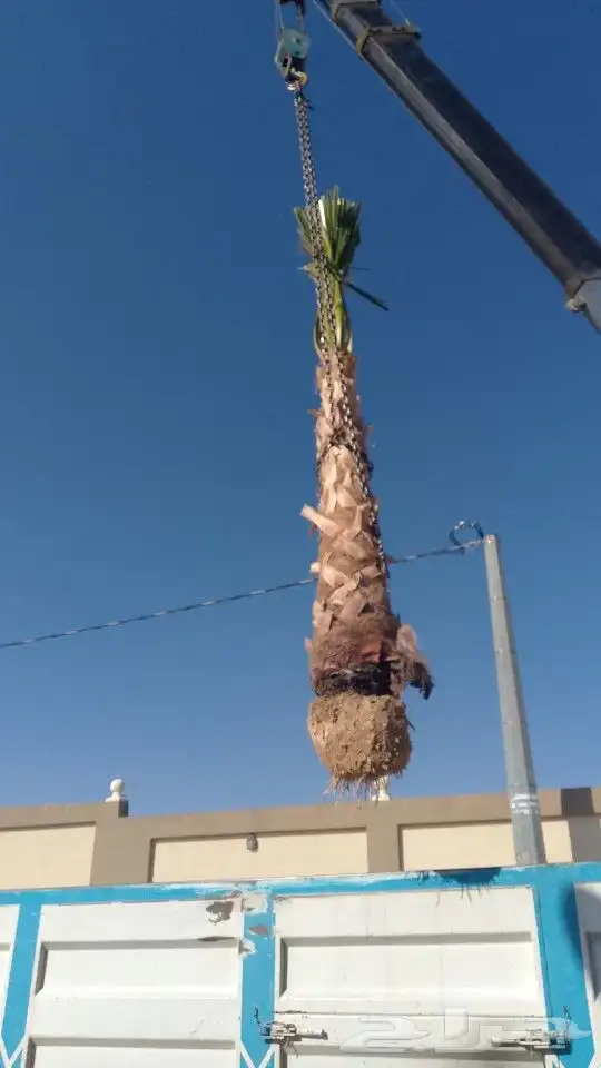 نخل 4