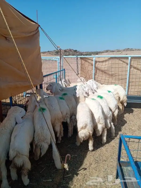 جديدنا خدمه الذبح والتوصيل مع التغليف ذبايح حري سواكني 1
