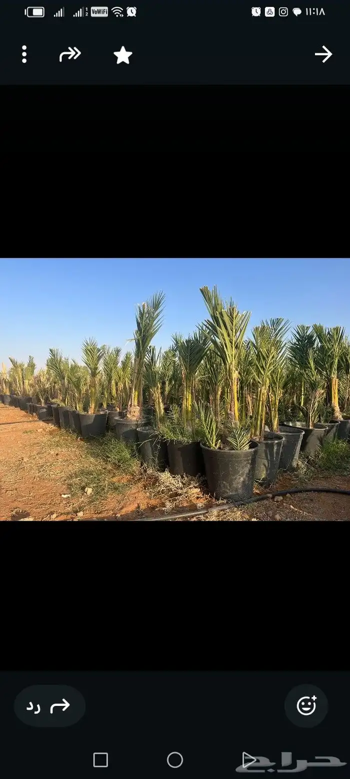 فروخ نخل مجدول نوعيه فاخره للبيع 1