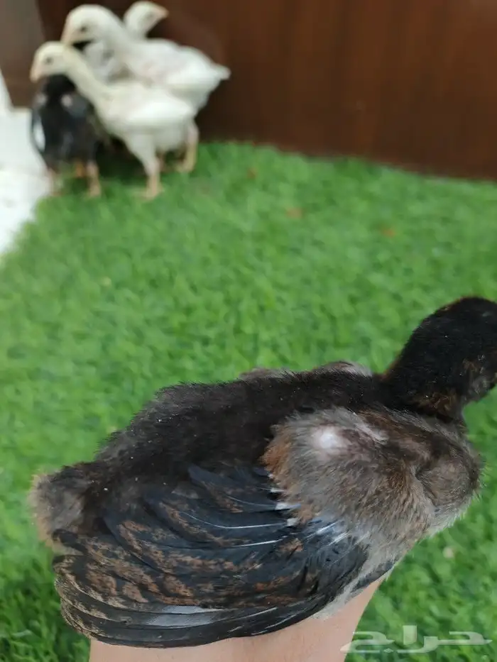 صوص سندي فاخر 4