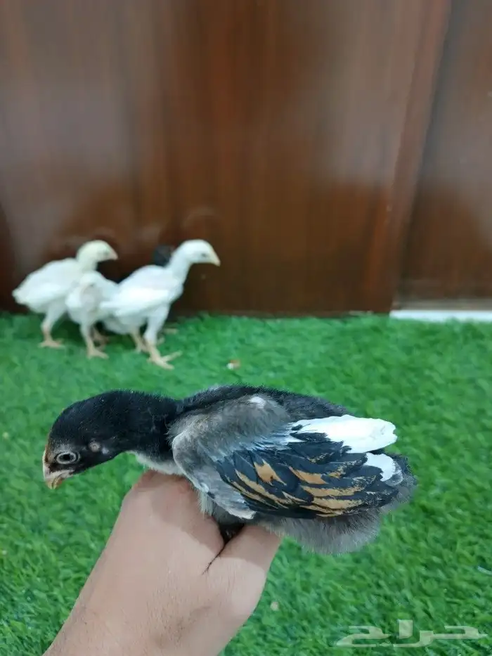 صوص سندي فاخر 5