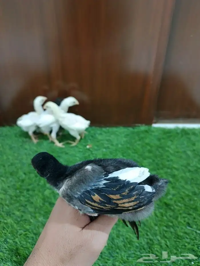 صوص سندي فاخر 6