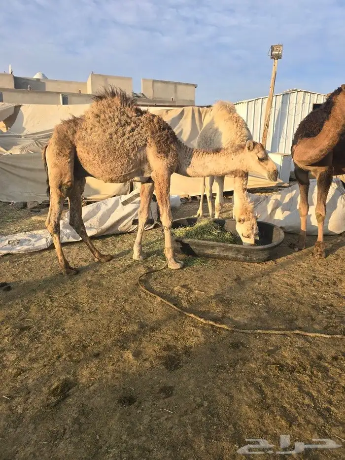 قعدان كفو للبيع 2