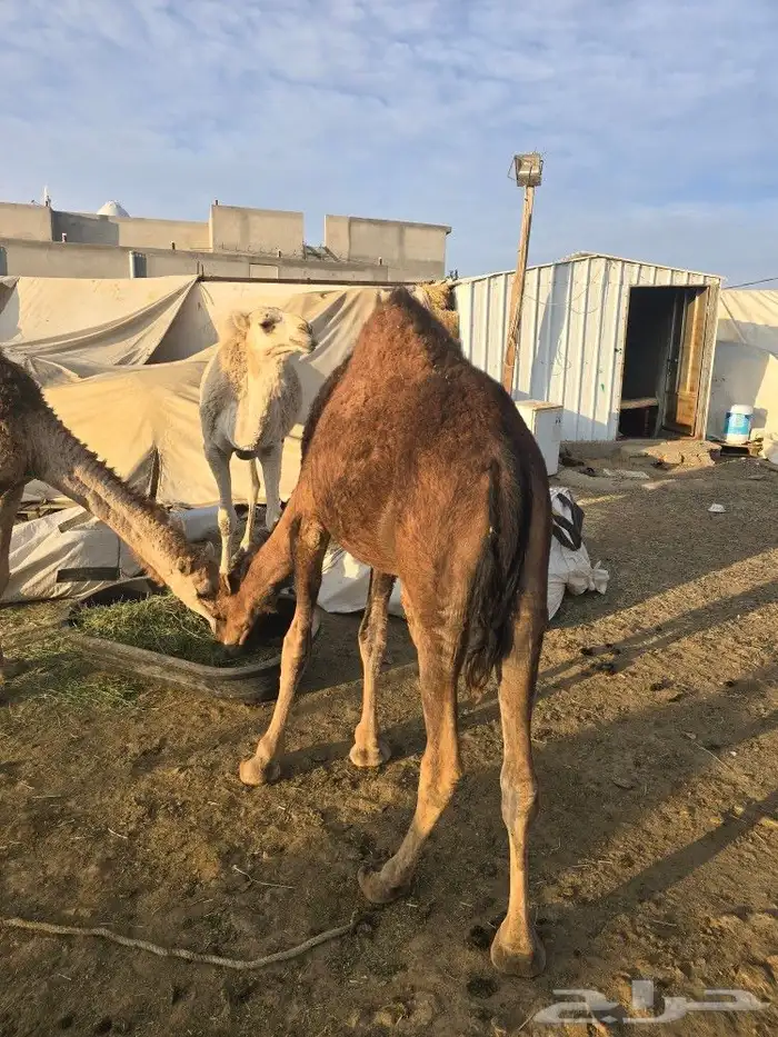 قعدان كفو للبيع 1