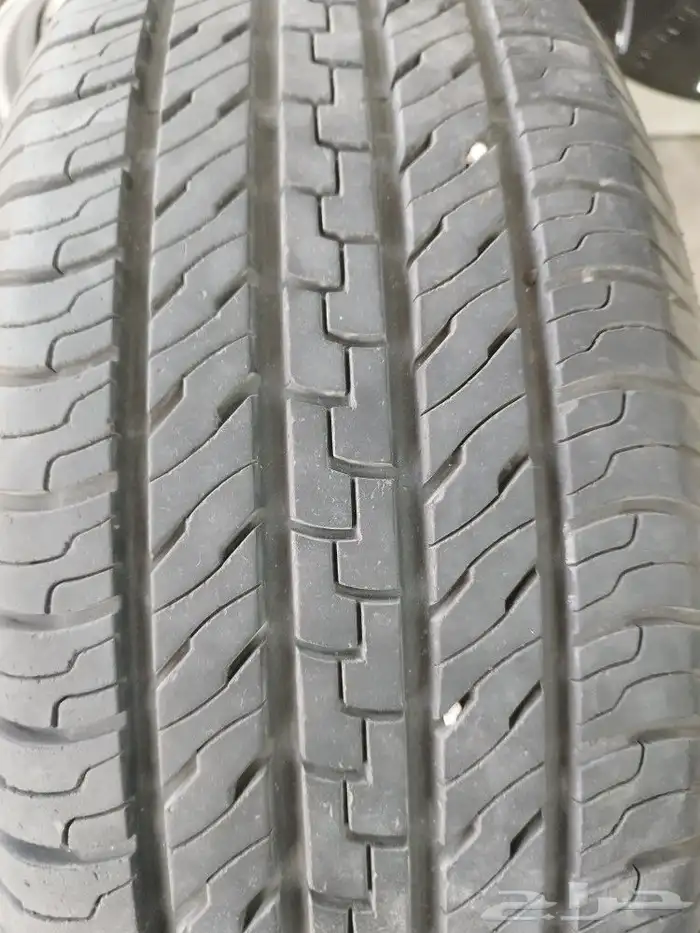 جنوط زيتونه 2