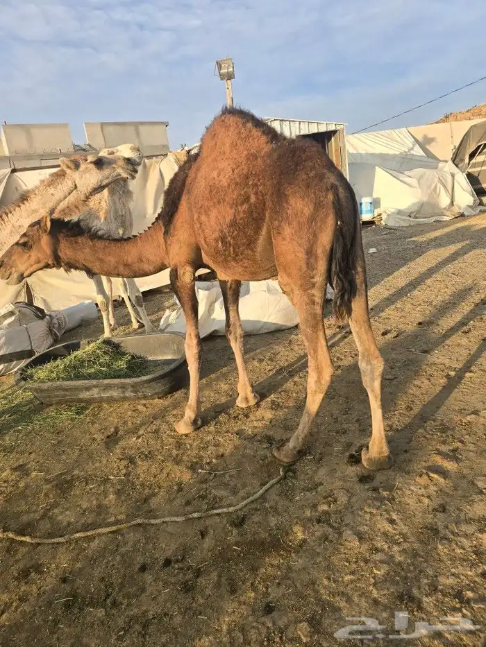 قعدان كفو للبيع 0