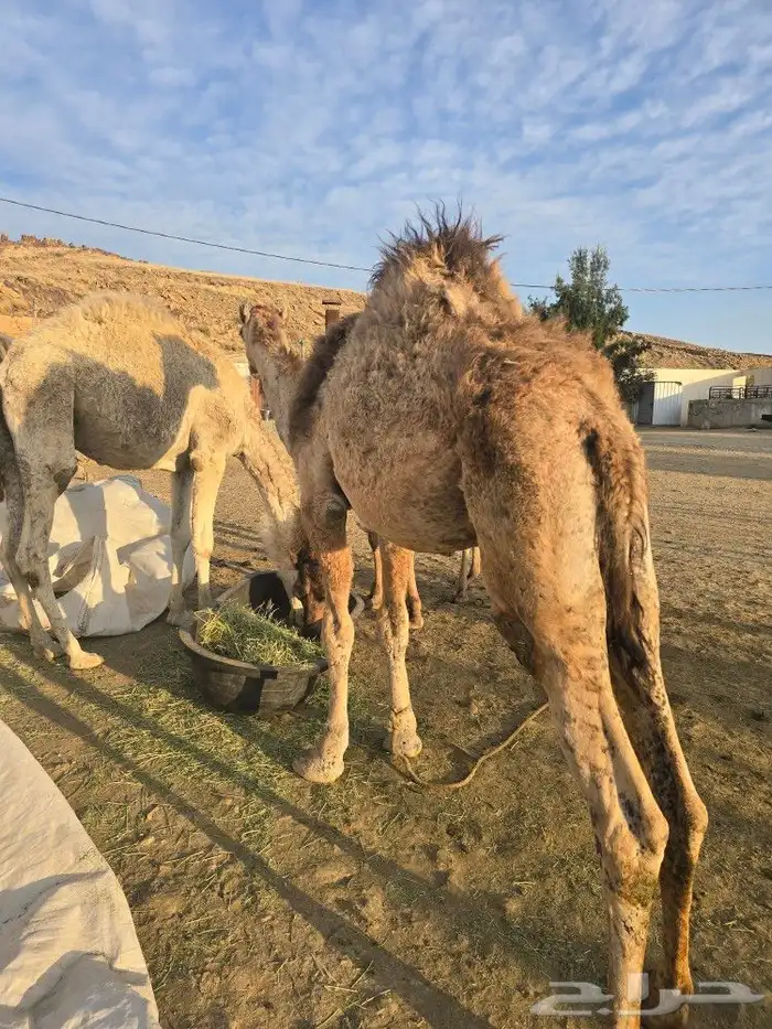 قعدان كفو للبيع 5