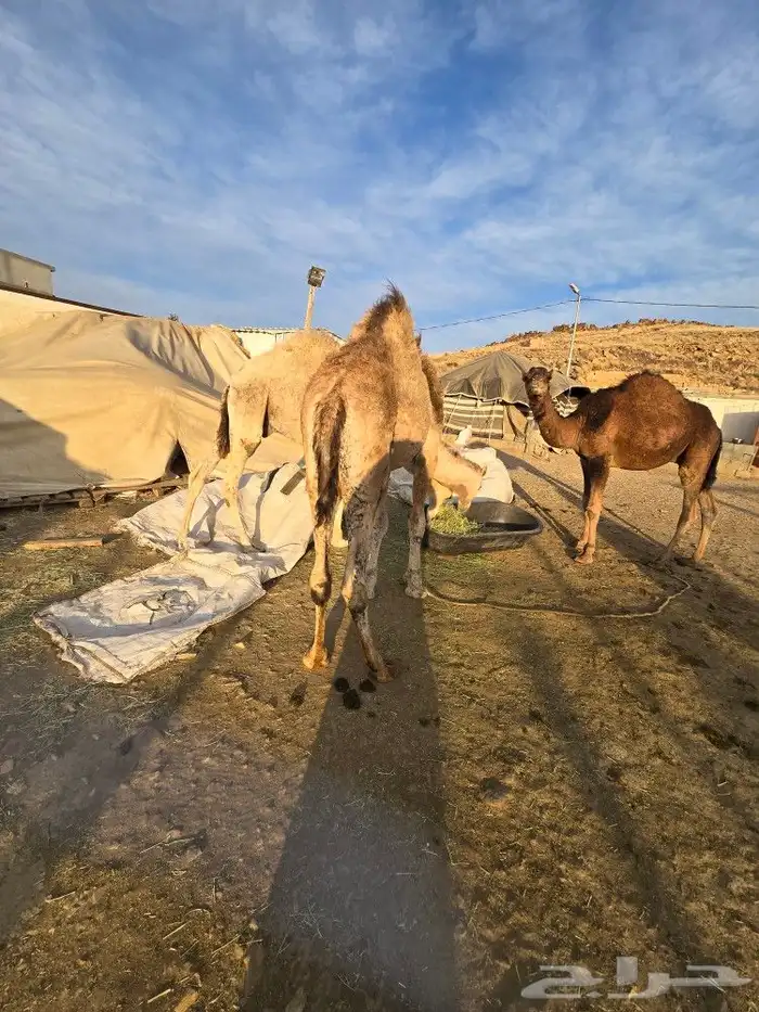 قعدان كفو للبيع 7