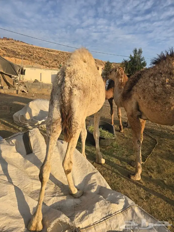 قعدان كفو للبيع 4