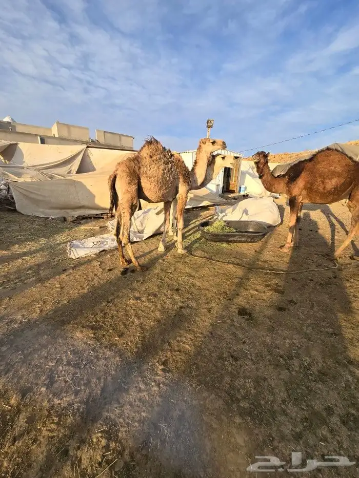 قعدان كفو للبيع 6