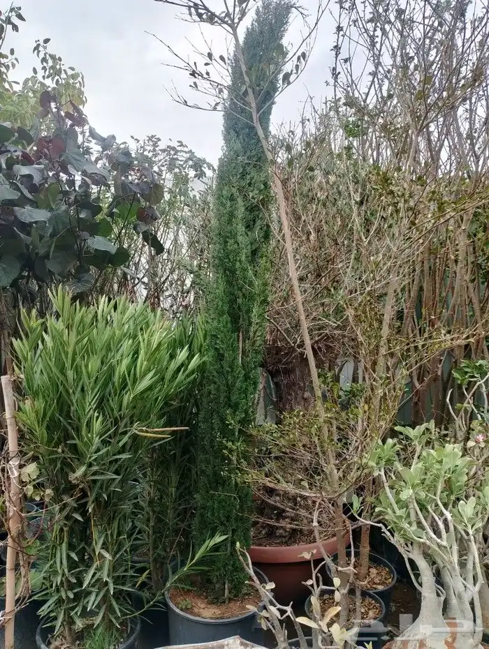 أشجار منوعه ومثماره جميع الانوع والمقسات وصينت القصور 8