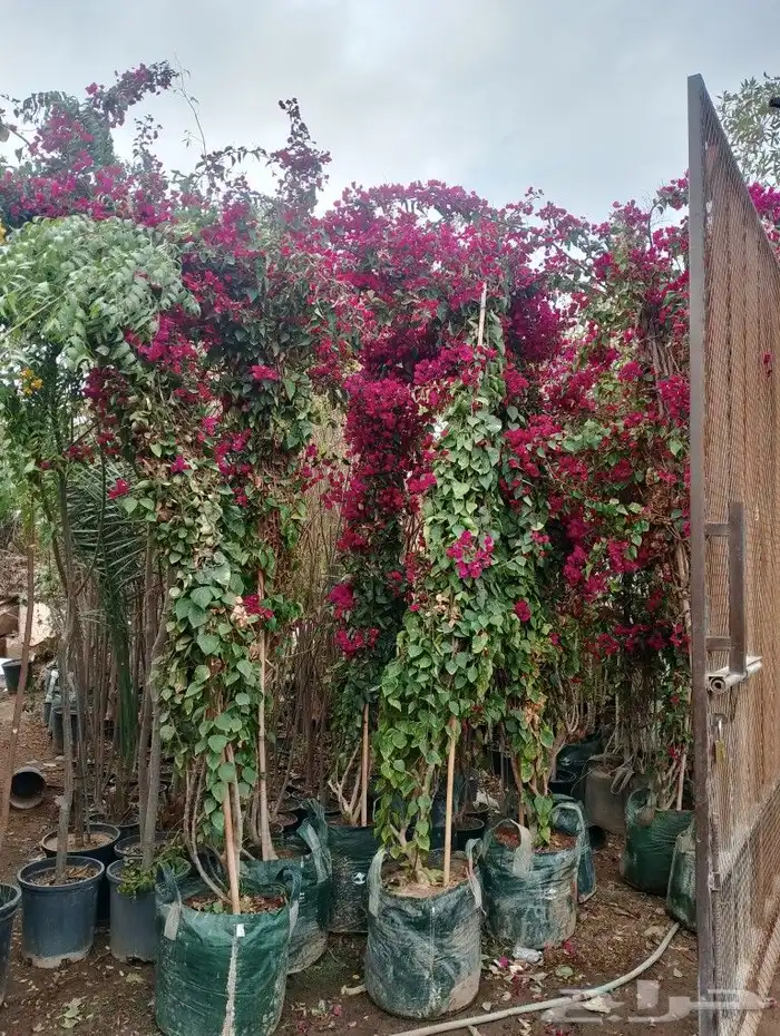 أشجار منوعه ومثماره جميع الانوع والمقسات وصينت القصور 7