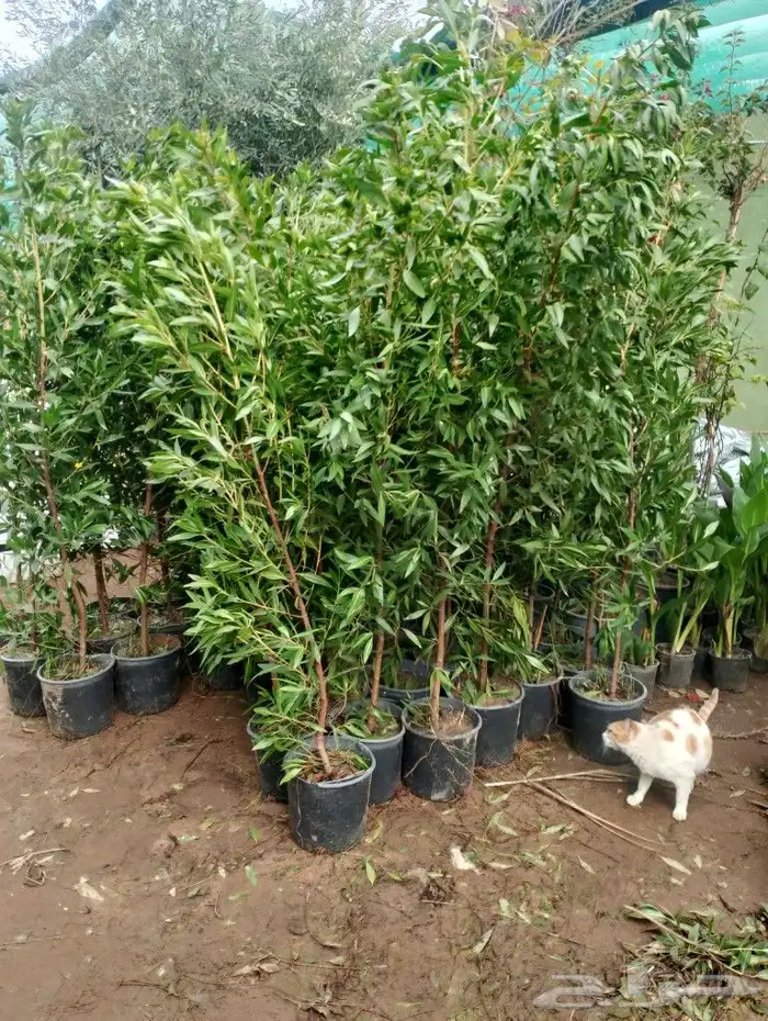 أشجار منوعه ومثماره جميع الانوع والمقسات وصينت القصور 6