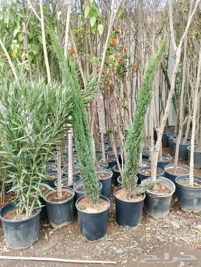 أشجار منوعه ومثماره جميع الانوع والمقسات وصينت القصور 0