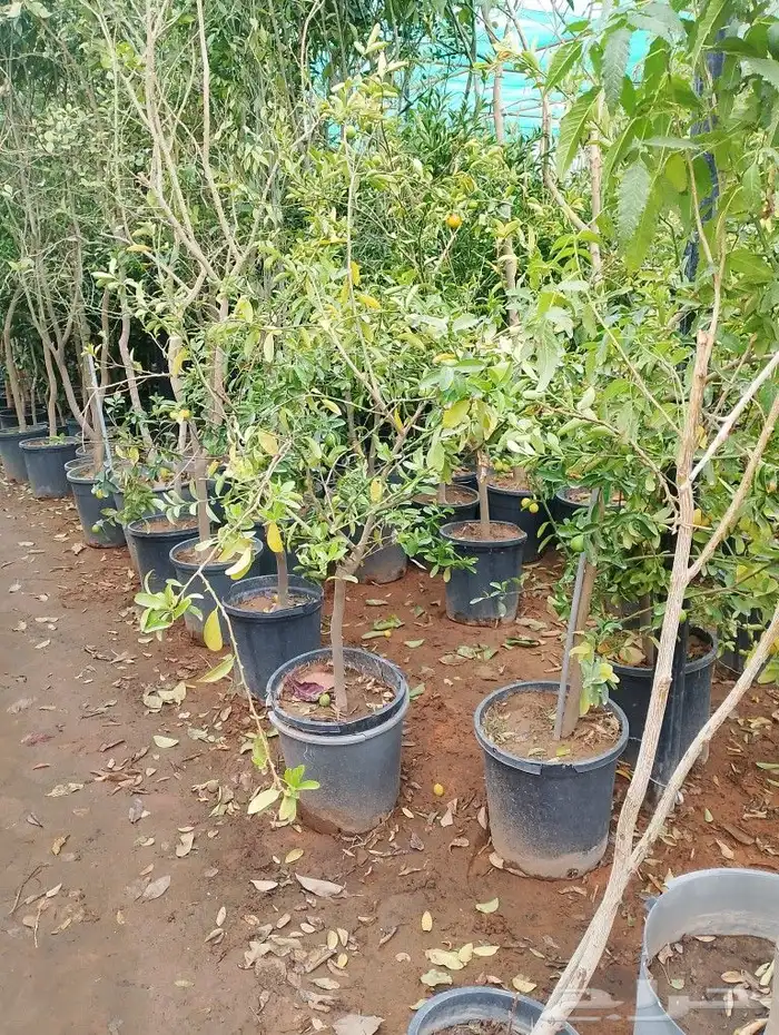 أشجار منوعه ومثماره جميع الانوع والمقسات وصينت القصور 3