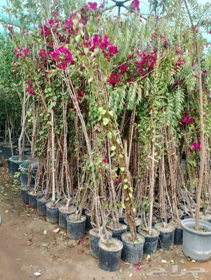 أشجار منوعه ومثماره جميع الانوع والمقسات وصينت القصور 5