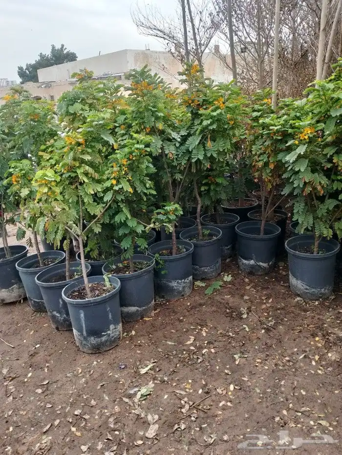 أشجار منوعه ومثماره جميع الانوع والمقسات وصينت القصور 9