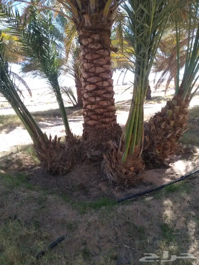 لدينا جميع انواع زيتون وجميع انواع انخل 5