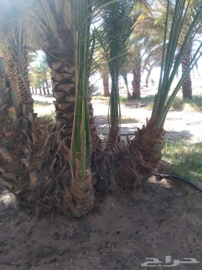 لدينا جميع انواع زيتون وجميع انواع انخل 6