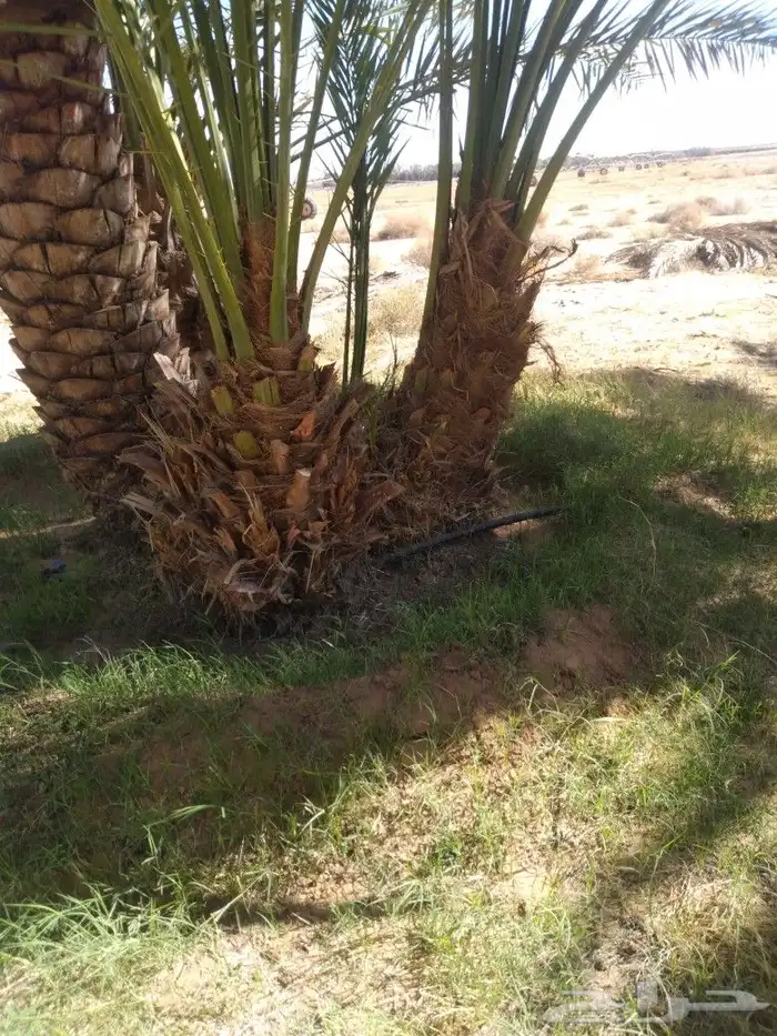 لدينا جميع انواع زيتون وجميع انواع انخل 7