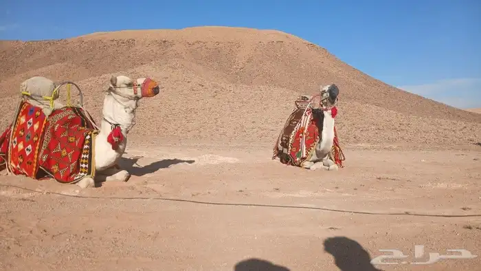 اجار جمال خيول رحول زلول راكبي 3