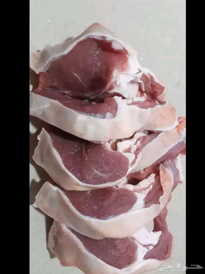 ملحمه شراع الريف 6