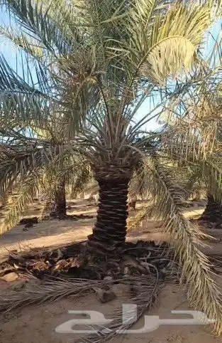 نخل للبيع بجميع أنواعه ومقاساته 2