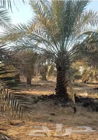نخل للبيع بجميع أنواعه ومقاساته 3