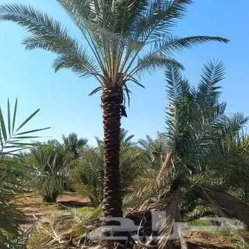 نخيل وشنطوني زينه 5