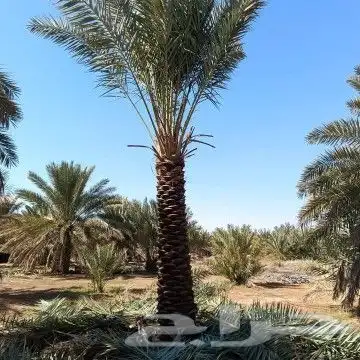 نخيل وشنطوني زينه 8