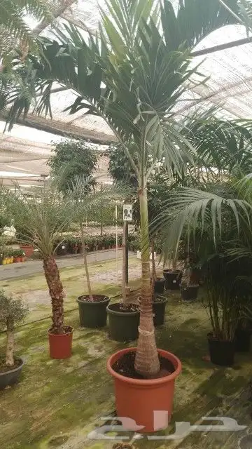 تنسيق حدائق وشبكات ري 0