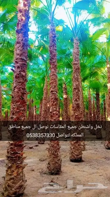 جهنميه 3الوان اطوال مختلفه ونخل واشنطني جميه المقاسات الرياض 2