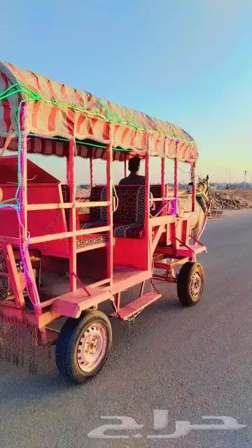 اجار جمال خيول رحول زلول راكبي 5