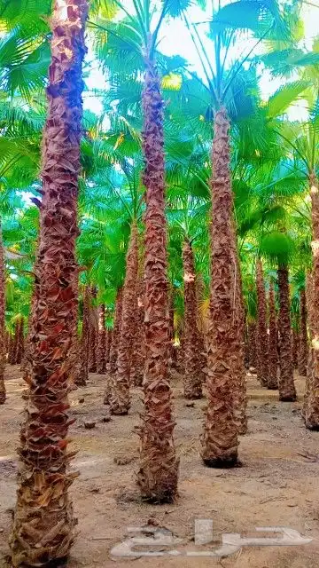 جهنميه 3الوان اطوال مختلفه ونخل واشنطني جميه المقاسات الرياض 7
