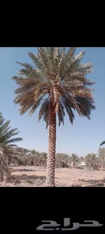 فحل نخل للبيع 0