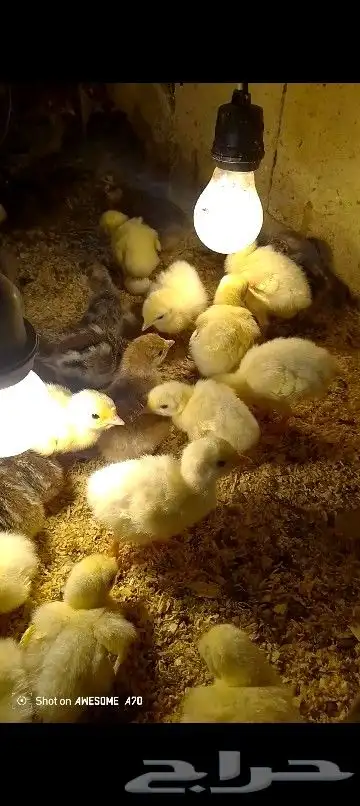 صوص رومي عمر يوم لي اسبوع بط بكيني عمر ثلاثة اسبوع لي شهر 1