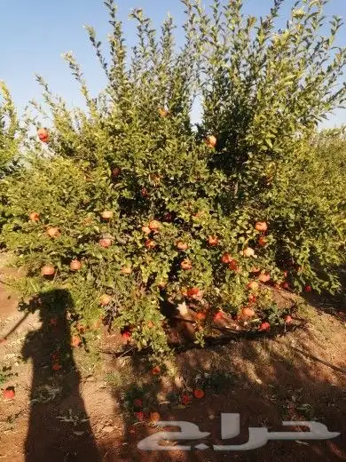 يوجد لدينا برتقال وحمضيات ويوسفي وكيمكو ملكي 5