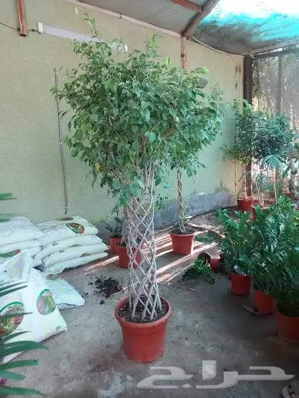 تنسيق اشجار زينه 12