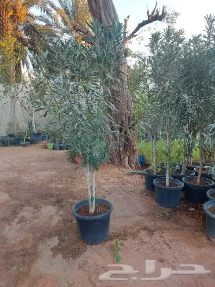 تنسيق اشجار زينه 5