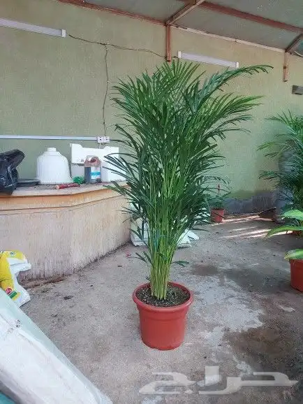 تنسيق اشجار زينه 10
