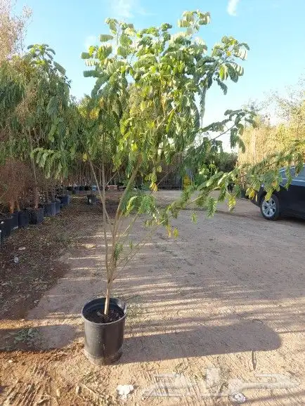 تنسيق اشجار زينه 9