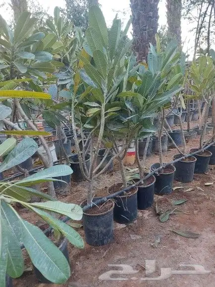 تنسيق اشجار زينه 3