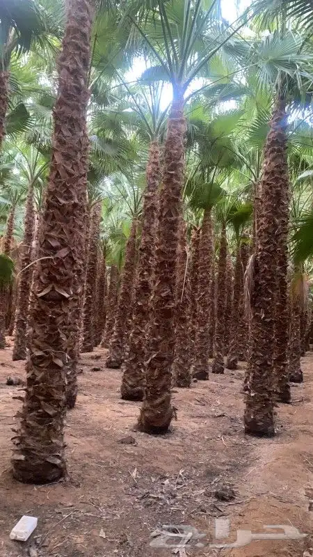 جهنميه 3الوان اطوال مختلفه ونخل واشنطني جميه المقاسات الرياض 6