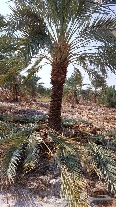 نخل للبيع بجميع أنواعه ومقاساته 0