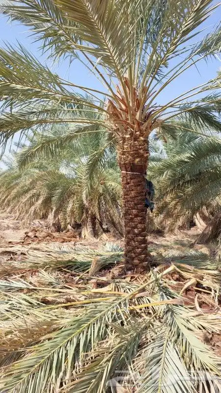 نخل للبيع بجميع أنواعه ومقاساته 1