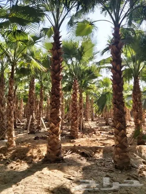 جهنميه 3الوان اطوال مختلفه ونخل واشنطني جميه المقاسات الرياض 3