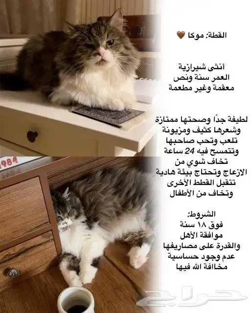 قطة للتبني مع كامل أغراضها 5